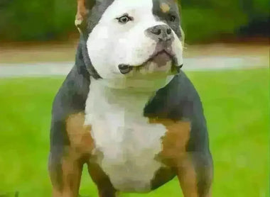 History of the Tri Color Pit Bull & American Bully: Genetics, Variations & Prices (2025)