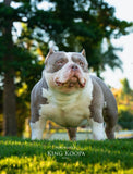 Goat’s Milk for Dogs: Unlock the Top Health Benefits of This Nutrient-Packed Superfood