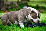 Pocket Bully Training and Behavior: Tips for a Well-Behaved Companion
