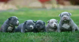 Understanding Progesterone Test Results & Determining Optimal Breeding Days (2025 Breeder Guide)