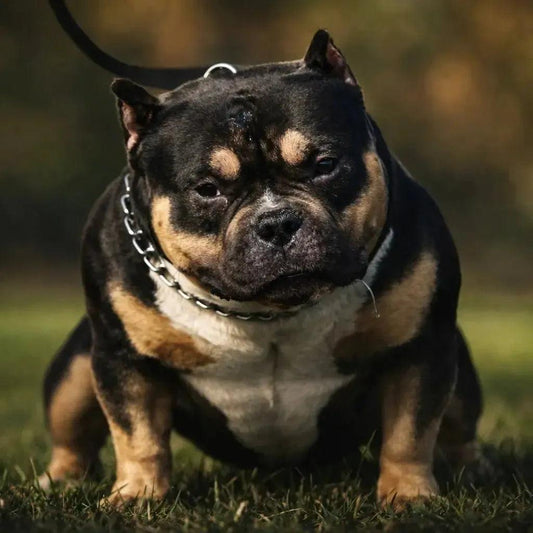 Black Mamba “Kobe” Pocket Bully stud service — pay-in-full discount at Venomline — Top Studs (USA) 2026