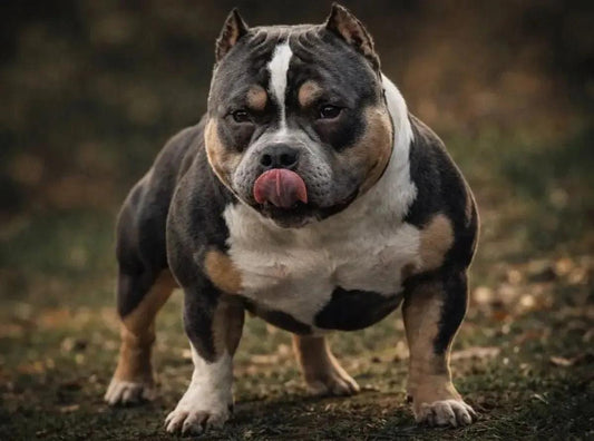 HOMICIDE Pocket Bully Stud: ABKC Champion & Proven Producer 2025 | Pocket & Micro American Bully | Venomline | West Palm Beach FL
