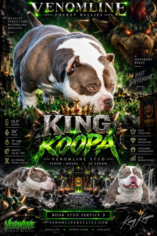King Koopa Pocket Bully Stud Service