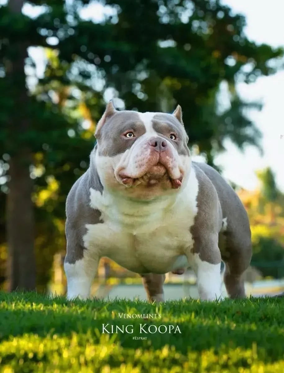 Venomline King Koopa — elite American Bully stud service, proven Pocket Bully producer