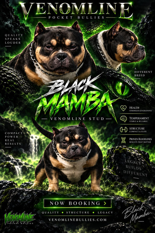 Black Mamba “Kobe” Pocket Bully Stud Service
