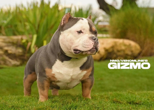 Gizmo compact Pocket Bully stud service — 2X Venom bloodline producer at Venomline
