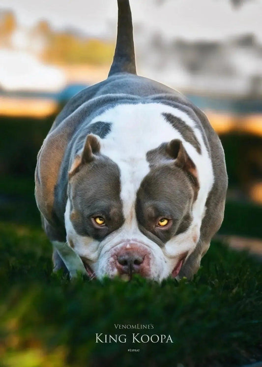 King Koopa Pocket Bully stud service with Venomline paid in full credit option.