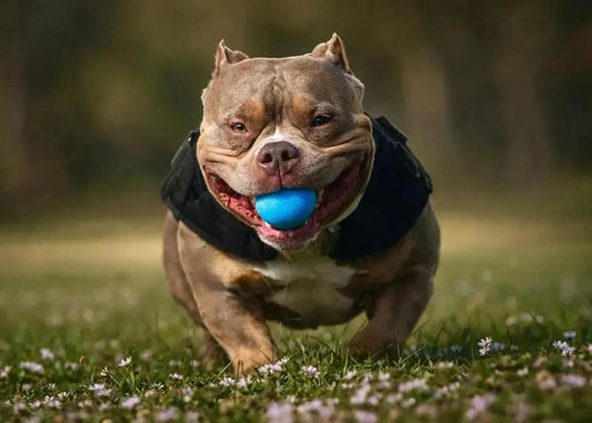 UNO Pocket Bully stud service — Lilac Tri proven producer with compact structure and mass and movement