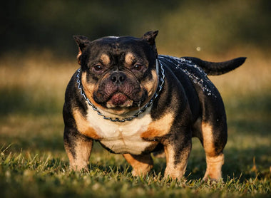 The Definitive Guide to Pocket Bullies: Bloodlines, Selection and Global Impact of Venomline