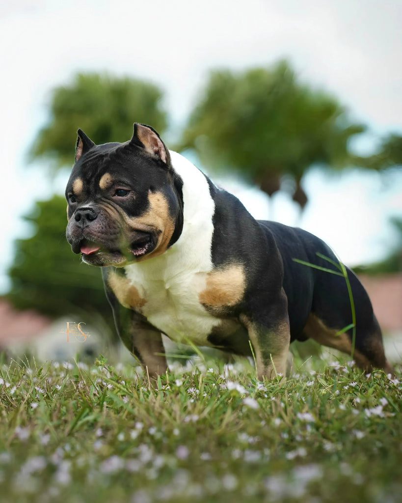American Bully Stud Services 2025: Elite Pocket & Micro Bully Males from Venomline
