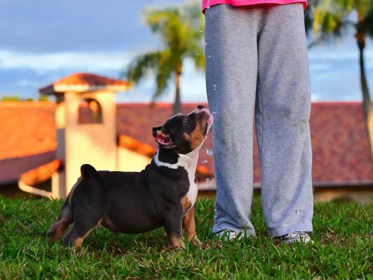 Pocket Bully puppy standing outdoors during an early growth and development stage