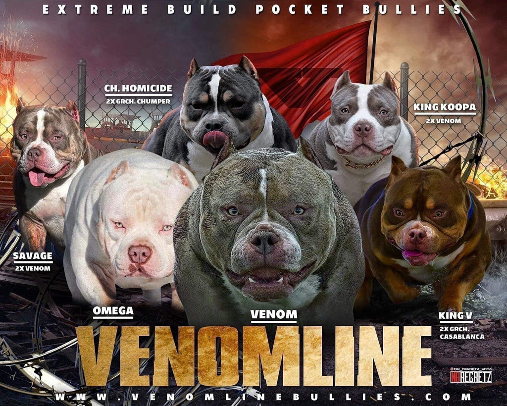 Top Producing American Bully Studs (Best Pocket Bully Studs)  2023— Venomline-Venomline | Texas Size Bullies | Top Pocket Bully Kennel