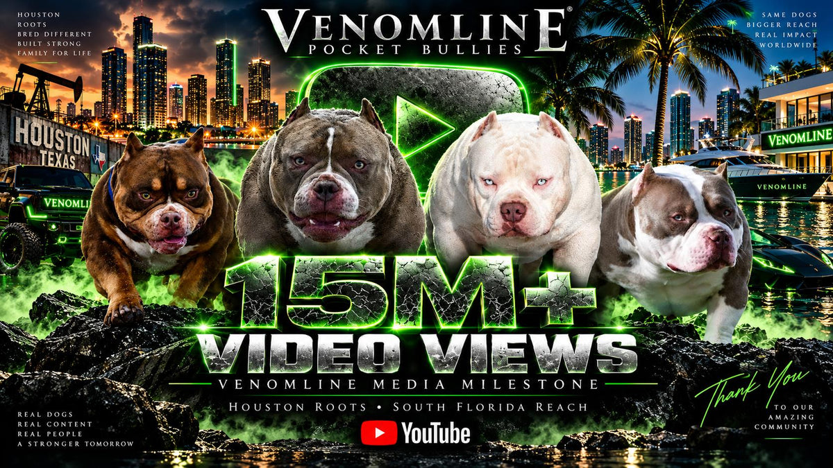 Venomline Pocket Bullies 15 million video views milestone featuring Louis V Line’s Venom, King V and King Koopa