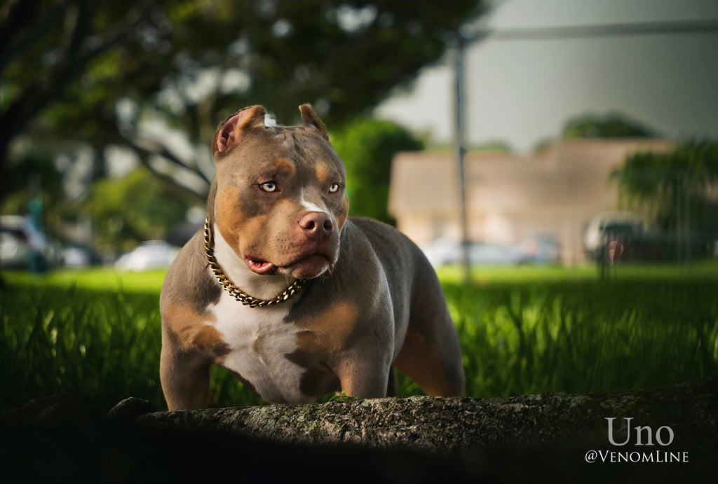 Amazing Chocolate & Lilac Pocket Bully Puppies From The #1 Bloodline — Venomline-Venomline | Texas Size Bullies | Top Pocket Bully Kennel