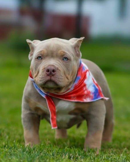 Tri color Pocket Bully puppy from Venomline bloodlines
