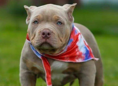 Tri Color Pocket Bully Puppies for Sale in 2026