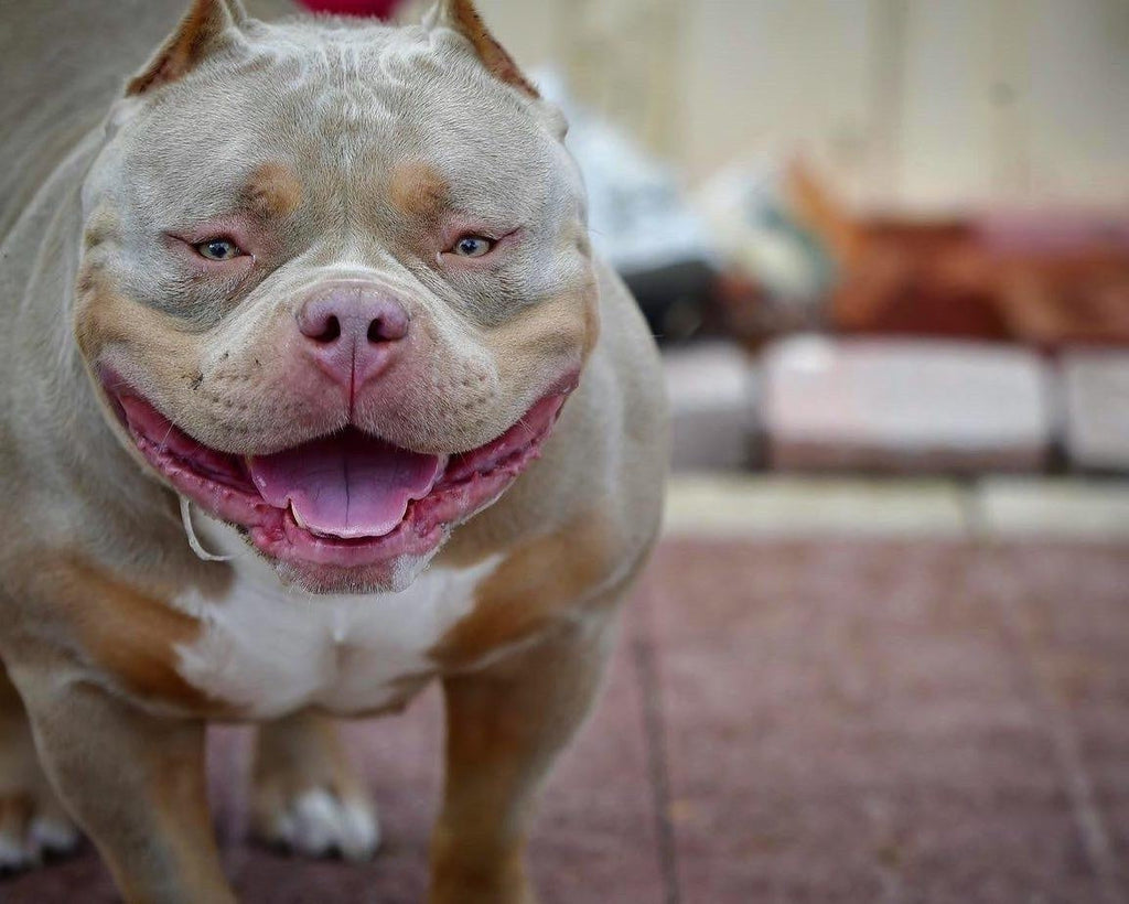 Health Issues In Merle - Why To Avoid It in The American Bully Breed-Venomline | Texas Size Bullies | Top Pocket Bully Kennel