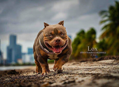 Incredible Pocket Bully Puppies For Sale #1 American Bully Bloodline