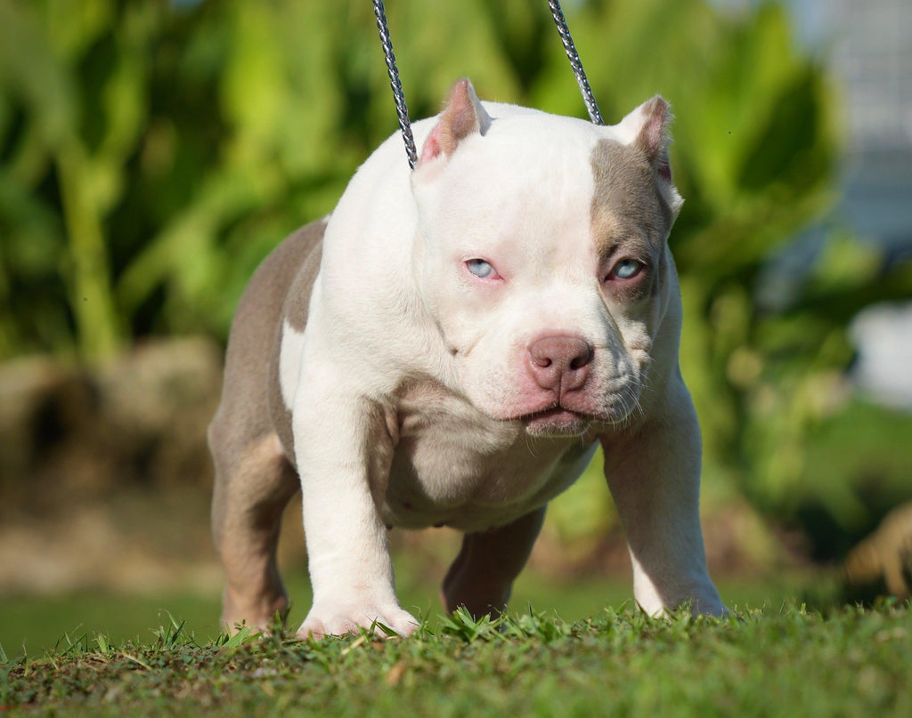 📌 AMERICAN BULLY BREEDER CHECKLIST & QUESTIONNAIRE 2024-Venomline | Texas Size Bullies | Top Pocket Bully Kennel