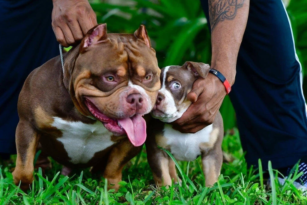 CHOCOLATE TRI COLOR POCKET BULLY PHENOM: KING - VENOMLINE-Venomline | Texas Size Bullies | Top Pocket Bully Kennel