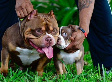 CHOCOLATE TRI COLOR POCKET BULLY PHENOM: KING - VENOMLINE