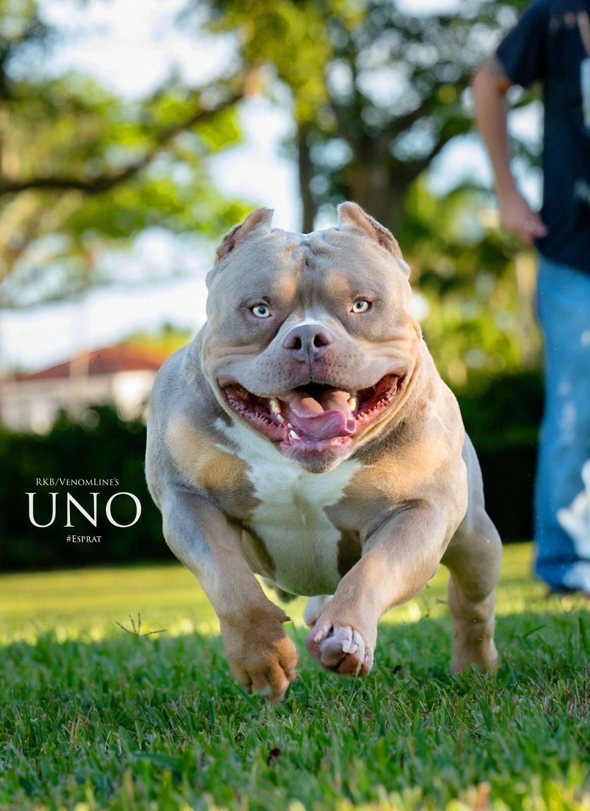 Blue tri, chocolate tri, lilac and brindle American Bully coat colors featured in the Venomline genetics guide