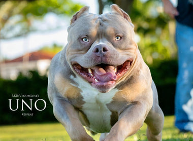 American Bully Colors & Genetics Guide: Blue, Lilac, Tri, Merle & More
