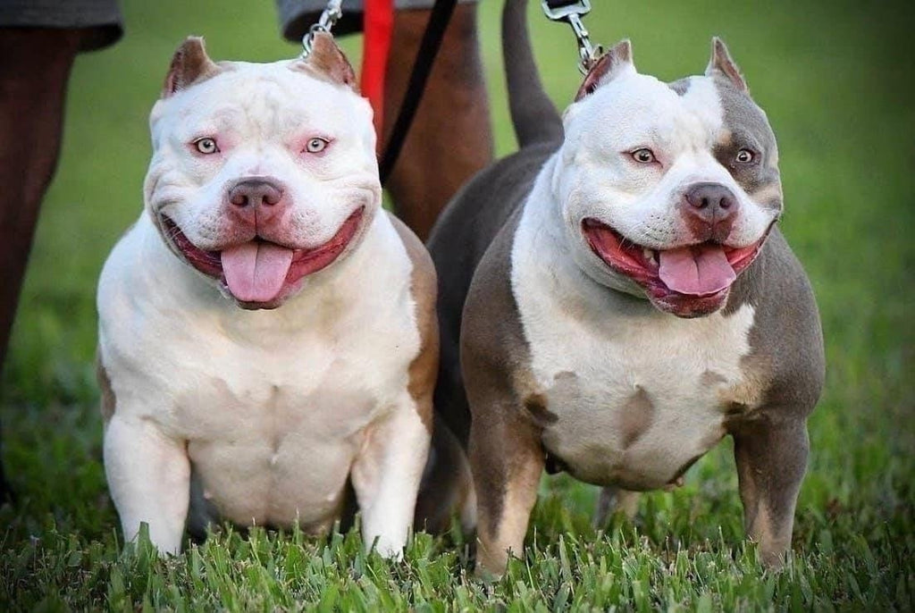 HOW TO BECOME A SUCCESSFUL AMERICAN BULLY BREEDER-Venomline | Texas Size Bullies | Top Pocket Bully Kennel