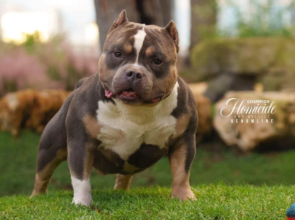 Pocket Bully Health Testing: Protocols for Maximum Lifespan (2025)-Venomline | Texas Size Bullies | Top Pocket Bully Kennel