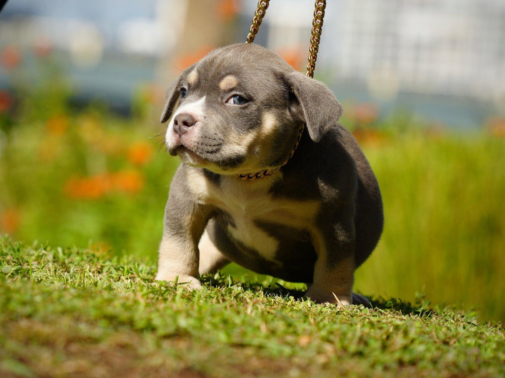 Gorgeous Bue & Lilac Tri Pocket Bully Puppies for Sale: Venomline-Venomline | Texas Size Bullies | Top Pocket Bully Kennel