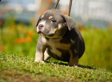 Gorgeous Bue & Lilac Tri Pocket Bully Puppies for Sale: Venomline