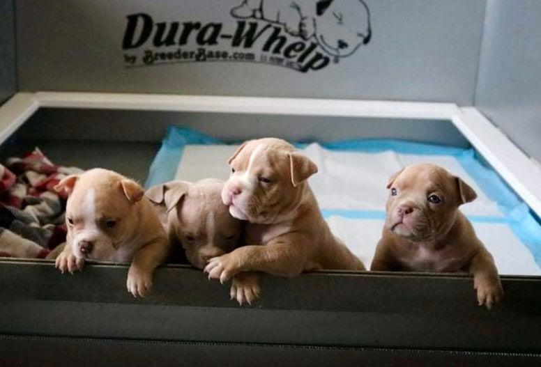 Preparation, careful monitoring and a veterinary emergency plan are essential during American Bully labor and delivery.
