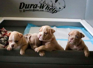 American Bully Whelping Guide: Labor Signs, C-Sections & Emergencies