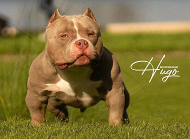 Tips on Finding Best American Bully Studs, Stud Service & Puppies