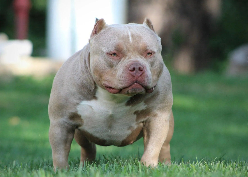American Bully Health, Nutrition & Diet Guide 2025 | Venomline-Venomline | Texas Size Bullies | Top Pocket Bully Kennel