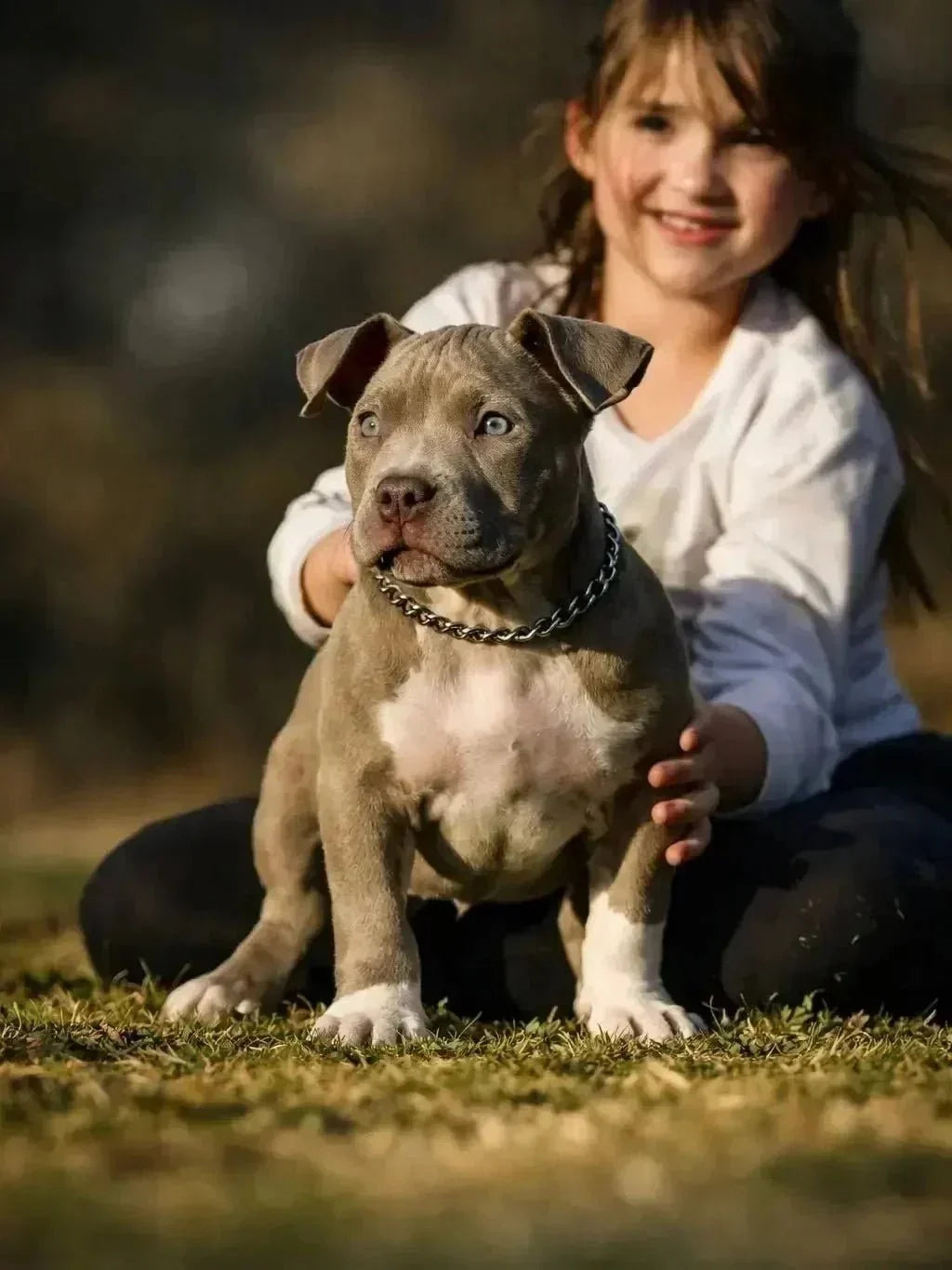 American Bully vet costs and pet insurance planning guide for 2026