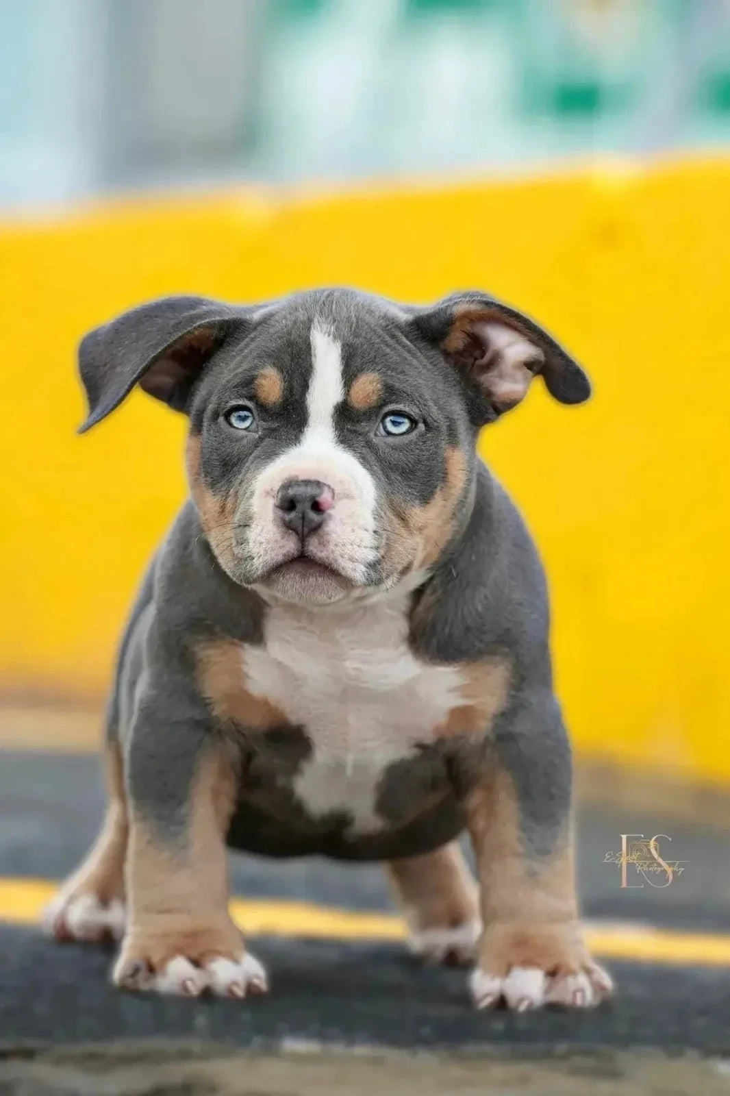 American Bully breeder verification checklist for avoiding online puppy scams