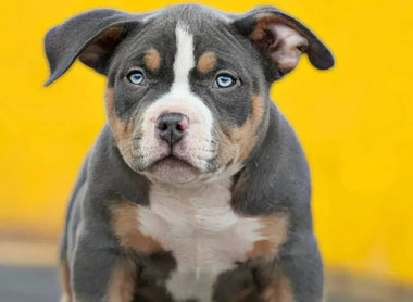 American Bully Puppies for Sale 2026 | Pocket Bully Buyer's Guide