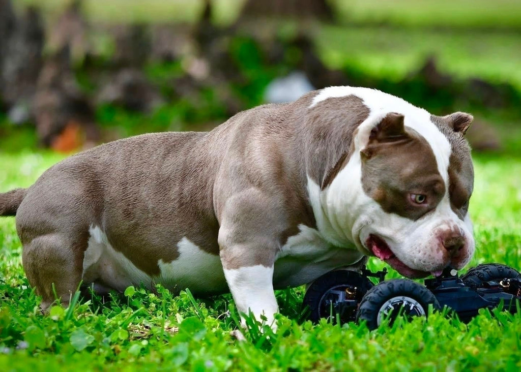 What Is Breed Type in the American Bully Breed? Key Traits, Standards and Characteristics-Venomline | Texas Size Bullies | Top Pocket Bully Kennel