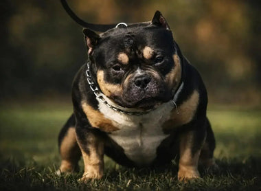 Brackett’s Formula for American Bully Breeding