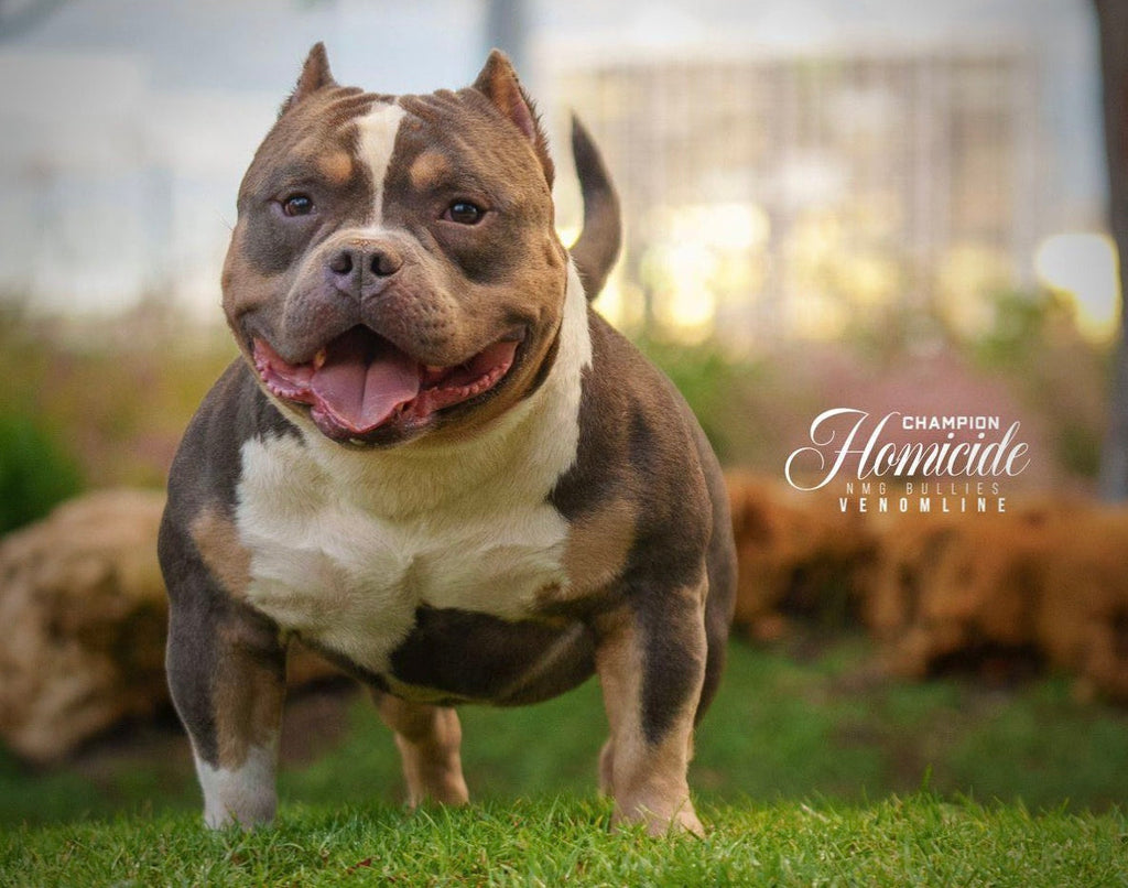 American Bully Temperament 2025 | Pocket Bully Behavior Guide—The Perfect Companion Breed