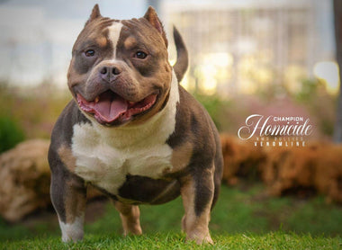 American Bully Temperament 2025 | Pocket Bully Behavior Guide