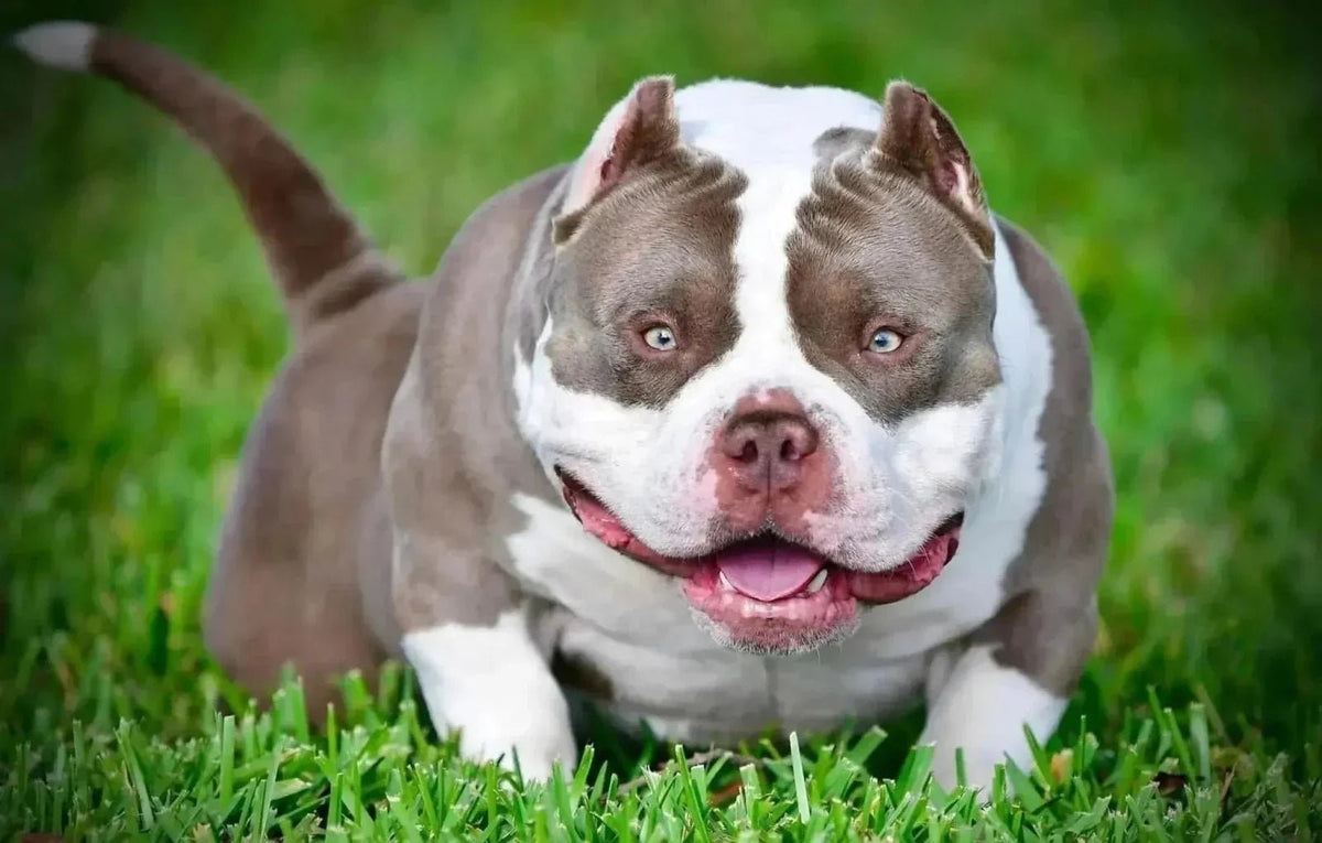 King Koopa Pocket Bully from Venomline featured in a guide to linebreeding, inbreeding and outcrossing in dogs