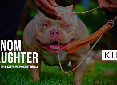 The #1 Bully Bloodline: The Extreme Pocket American Bully - Venomline Pocket Bullies