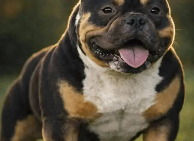 American Bully Stud Service Guide: Costs, Requirements, Contracts & Rebreed Terms
