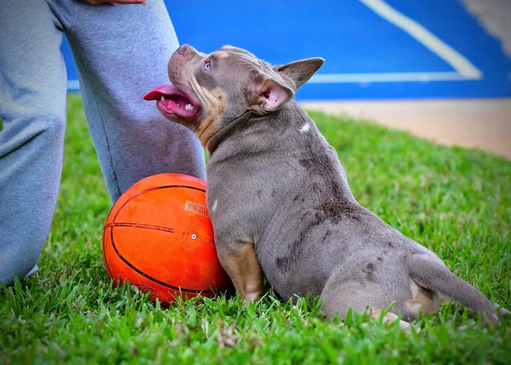 American Bully Temperament: The Definitive Guide (2025)-Venomline | Texas Size Bullies | Top Pocket Bully Kennel