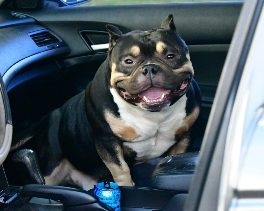 Pocket & American Bully Training Guide 2025: Early Obedience, Behavior Fixes & Socialization for a Well-Trained Bully-Venomline | Texas Size Bullies | Top Pocket Bully Kennel