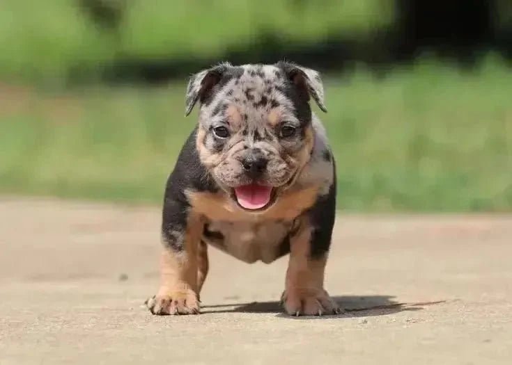 Merle American Bullies: Genetics, Double Merle Risks & DNA Testing