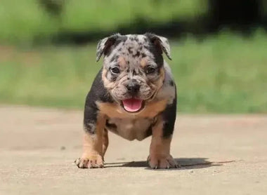 Merle American Bullies: Genetics, Health Risks & Double Merle