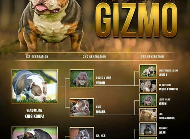 How to Read an American Bully Pedigree: ABKC Bloodline Guide